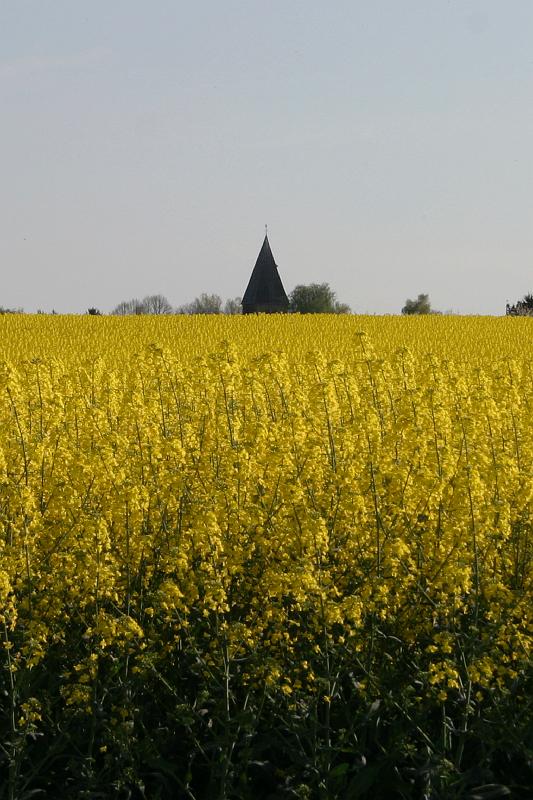 Rapsfeld mit Margaretenkirche im Hintergrund.JPG - Rapsfeld mit Margaretenkirche im Hintergrund